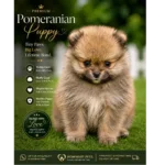 Premium Pomeranian Puppy for Sale | Luxury Companion Pets 1 premium-pomeranian-puppy-wowmart-pets